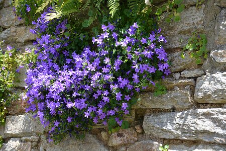 Wild flowers summer flowers wall