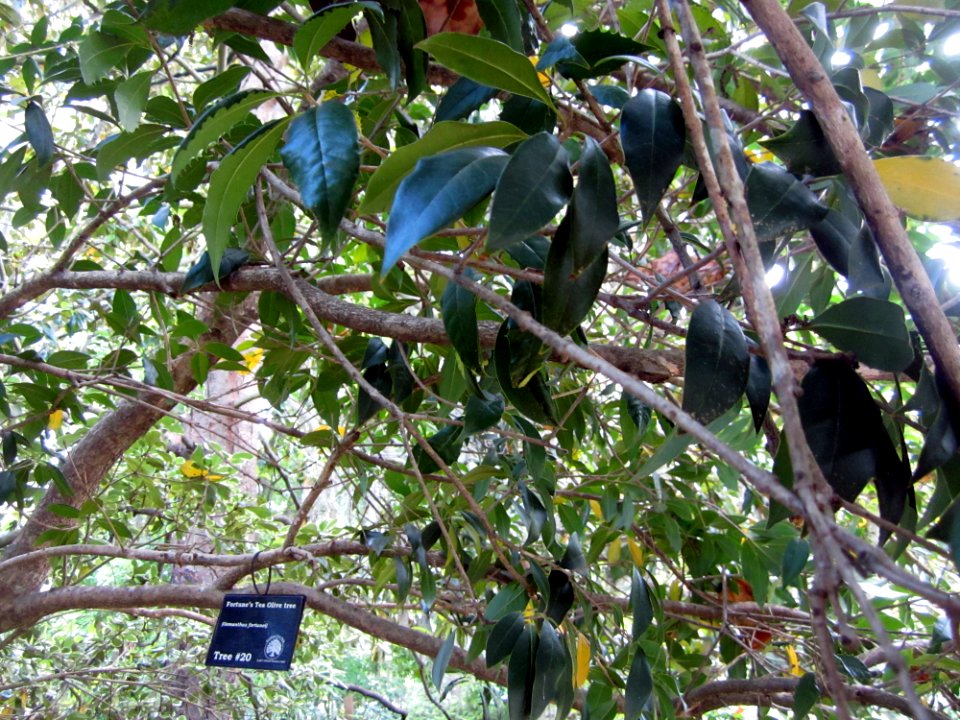 Tree # 20 - Fortune's tea olive