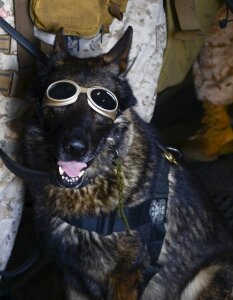 Military working service