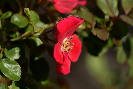 Roses 200mm f4 with tc