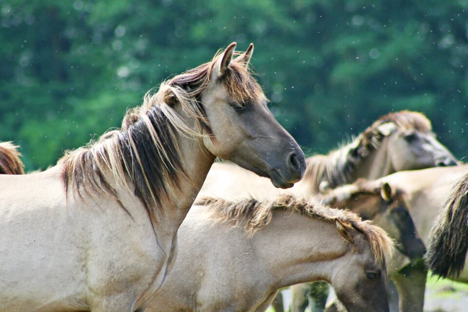 Wild horses brumby horses wildlife