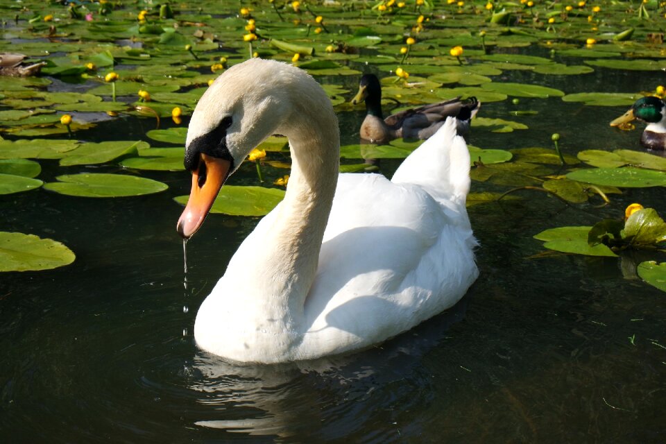 Bird wildlife nature