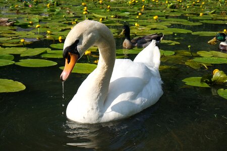 Bird wildlife nature