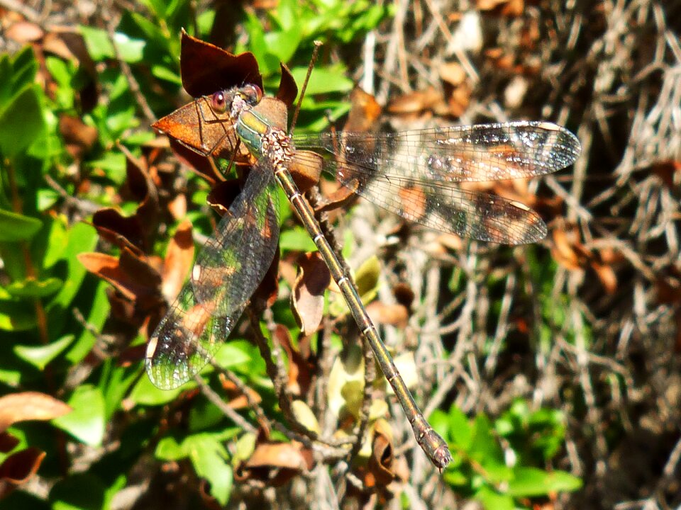 Branch stem wings