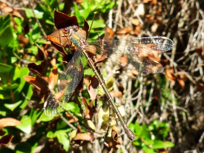 Branch stem wings