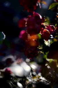 Roses 35mm f2