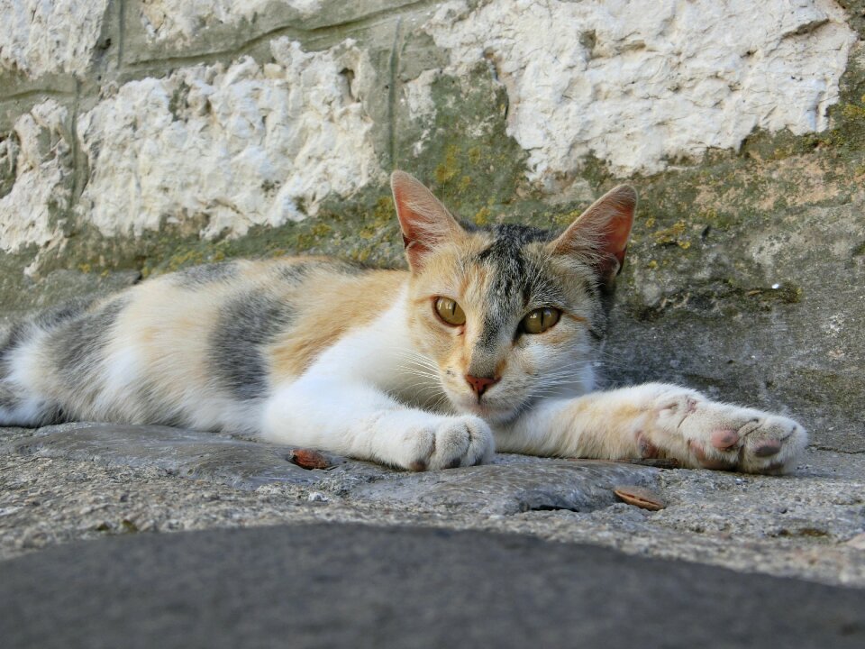 Is awake animal