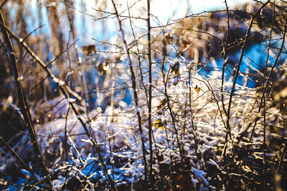 Winter close up closeup