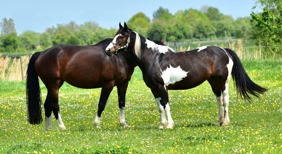Meadow nature black