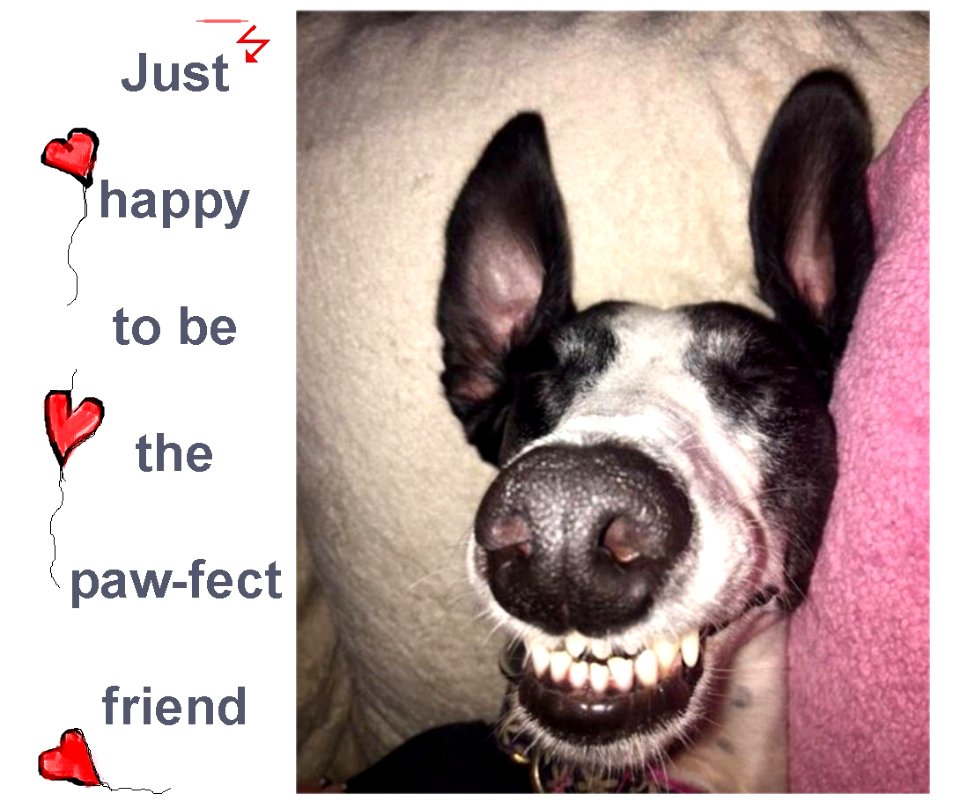 Just happy to be the paw-fect friend