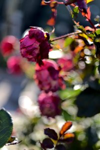 Roses 35mm f2 photo