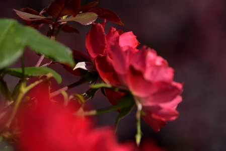 Roses 200mm f4 with tc