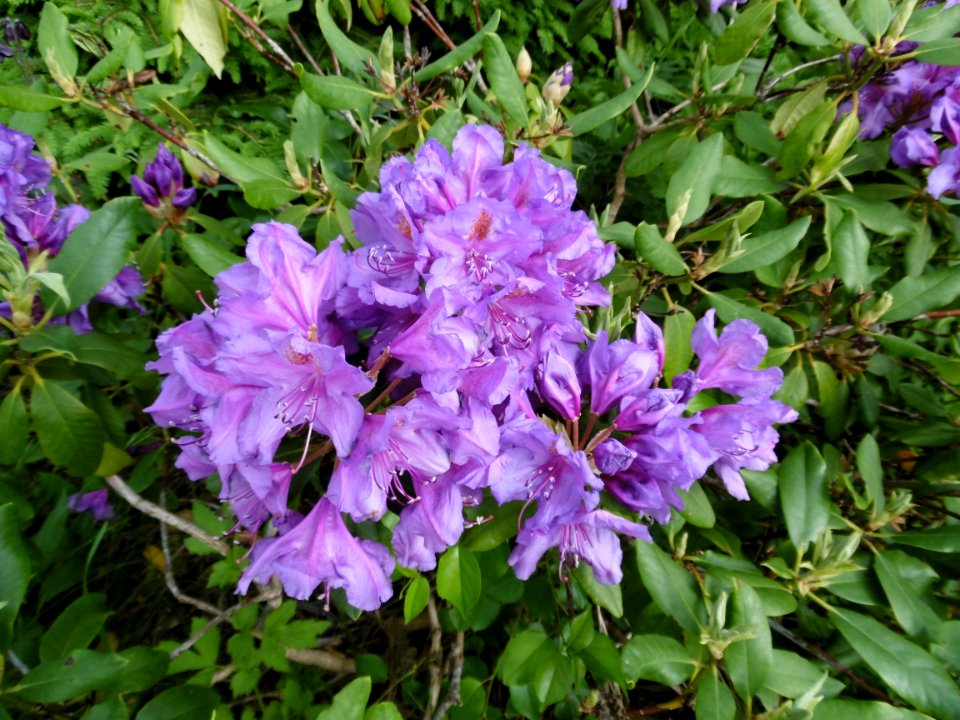 A common Rhododendron variety