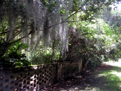 On the left, overhanging the brick wall, is Tree # 19 - a row of camellia sasanqua