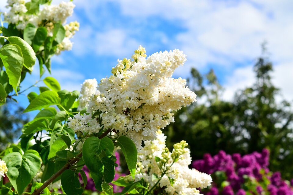 Flowers bush garden