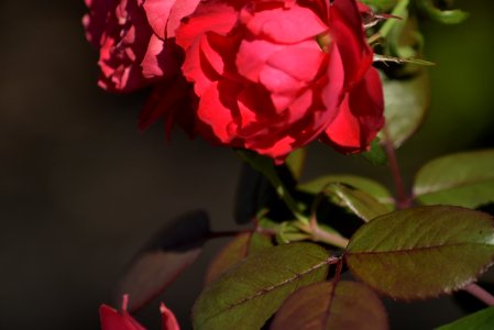 Roses 200mm f4 with tc