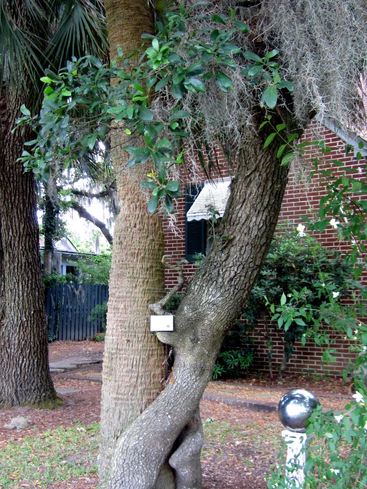 Turn left onto Hamilton Street, and look to the right for Tree # 10 - the hugging trees: oak and palm