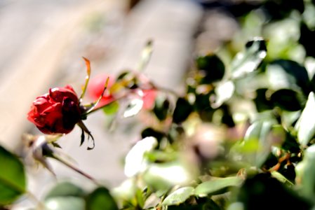 Roses 35mm f2 photo