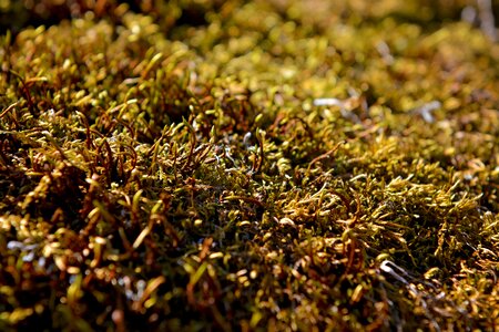 Fouling nature close up