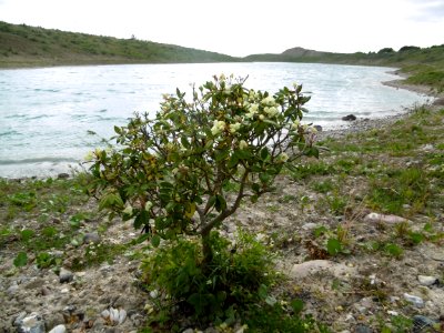Rhododendron aureum by R. wardii Colour.