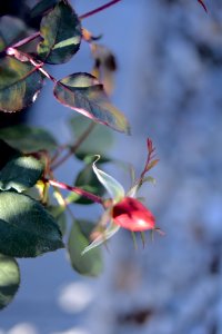 Roses 35mm f2 photo