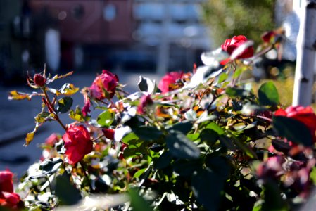 Roses 35mm f2