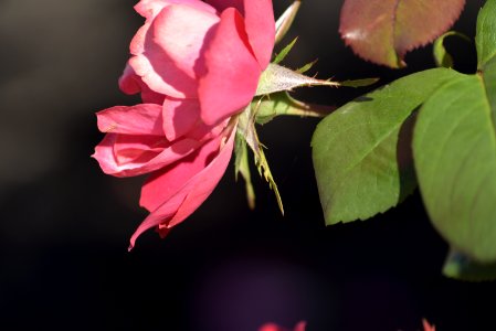 Roses 200mm f4 with tc