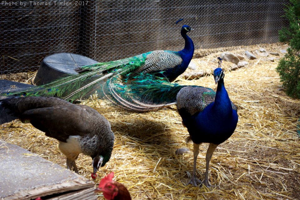 Kindred Spirits Animal Sanctuary
