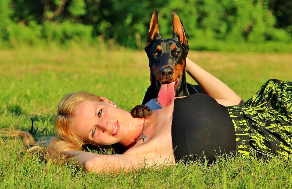Hobby pet doberman pinscher