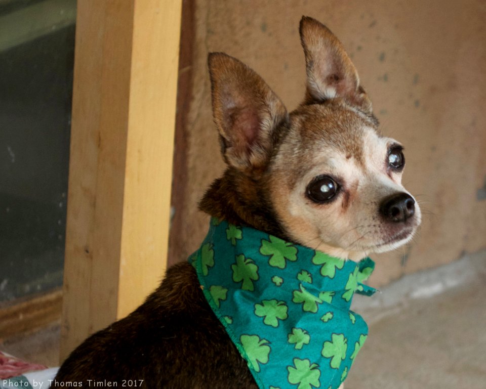 Kindred Spirits Animal Sanctuary