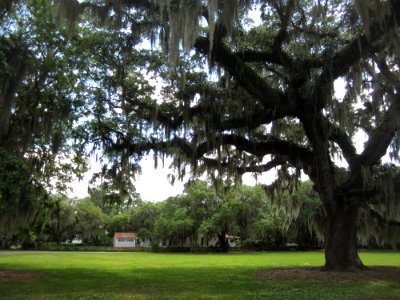 Live oaks on the Green photo