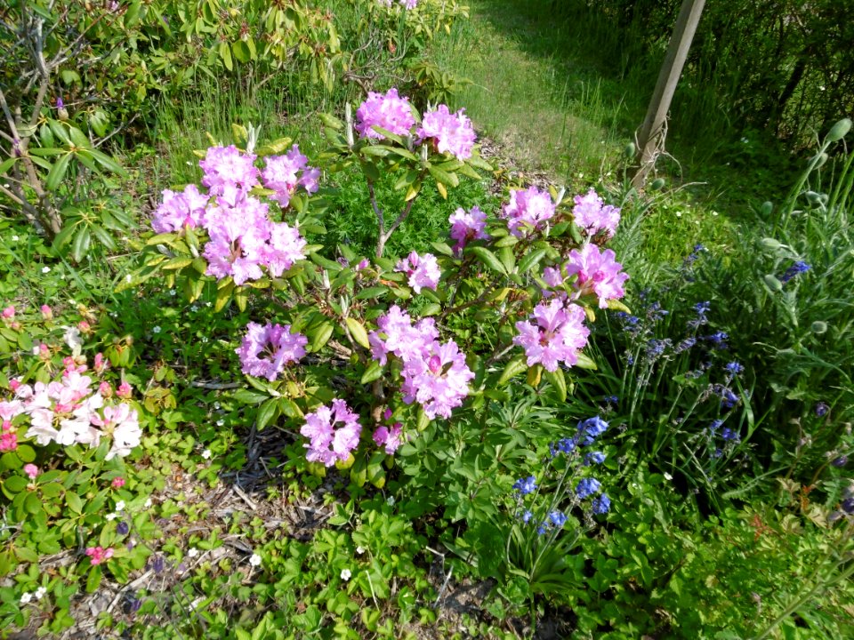 Rhododendron smirnowii