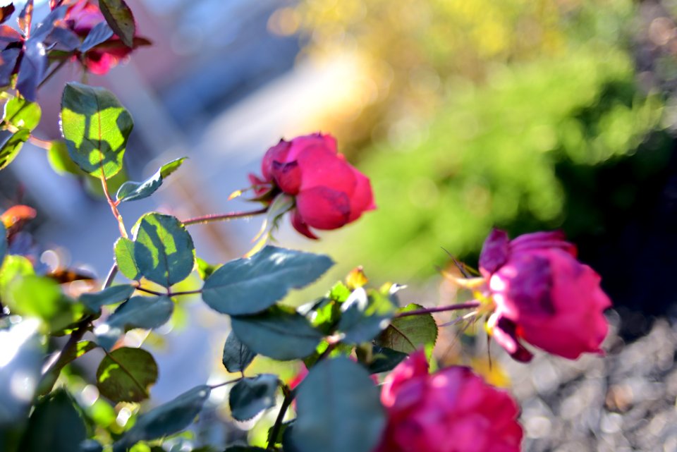 Roses 35mm f2 photo