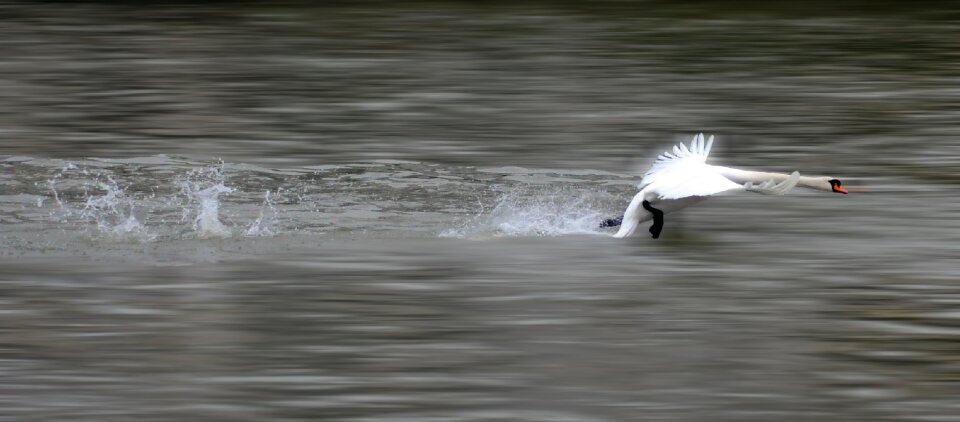 Flight nature animal photo