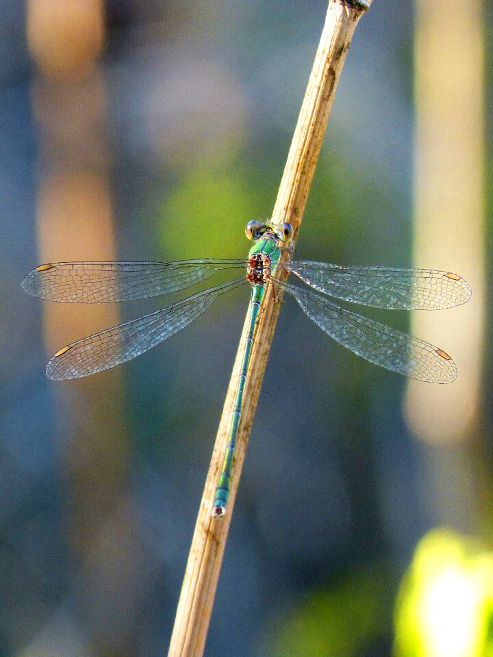 Beautiful insect wings