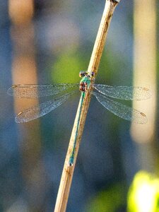 Beautiful insect wings