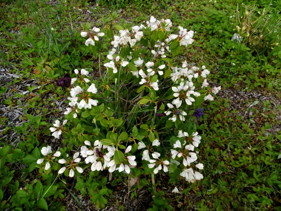 Rhododendron wardii-hybrid