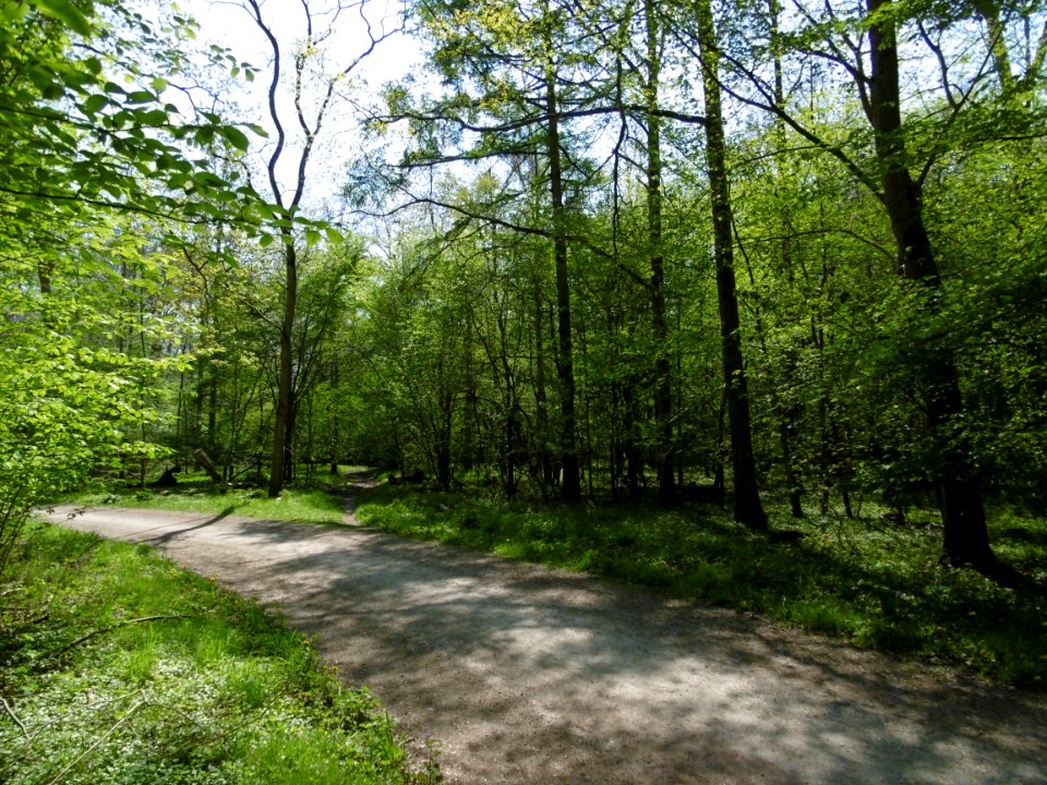 Skovpavillonen.