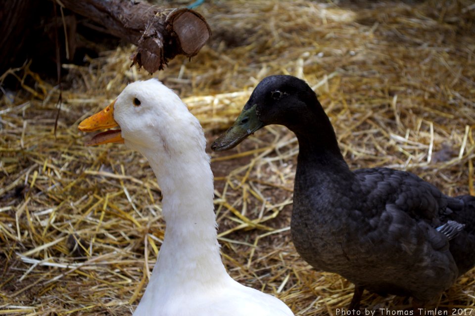 Kindred Spirits Animal Sanctuary