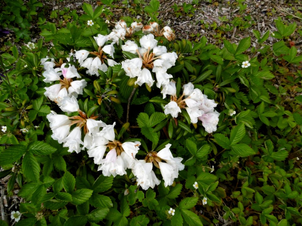 Rhododendron yakushimanum cultivar