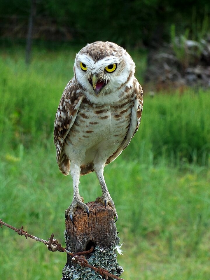 Animal animals nature