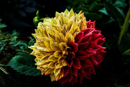 Ornamental flower plant switches nature photo