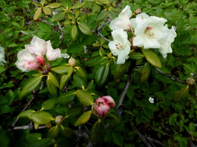 Rhododendron yak. 'Flava'