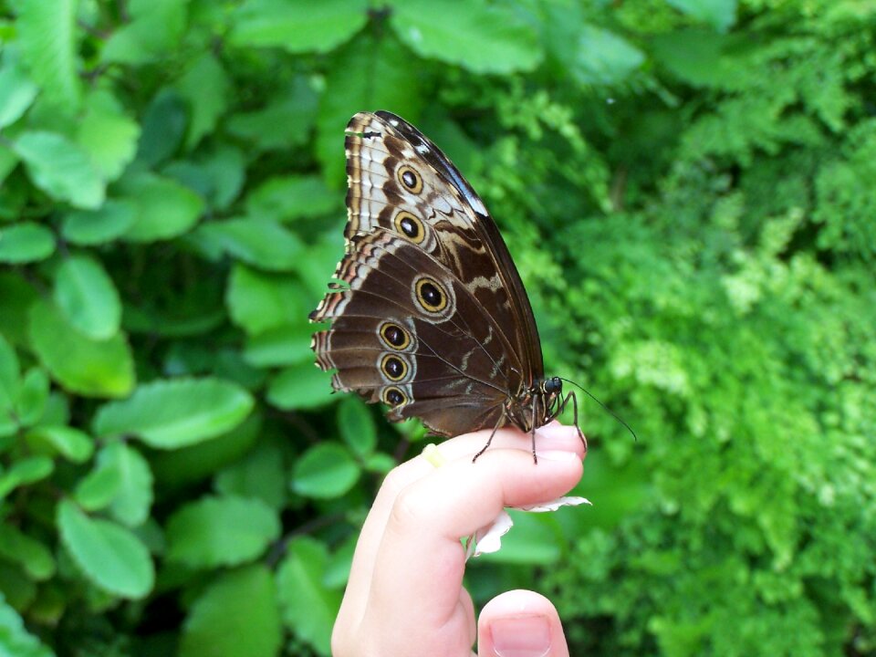 Insect wing environment