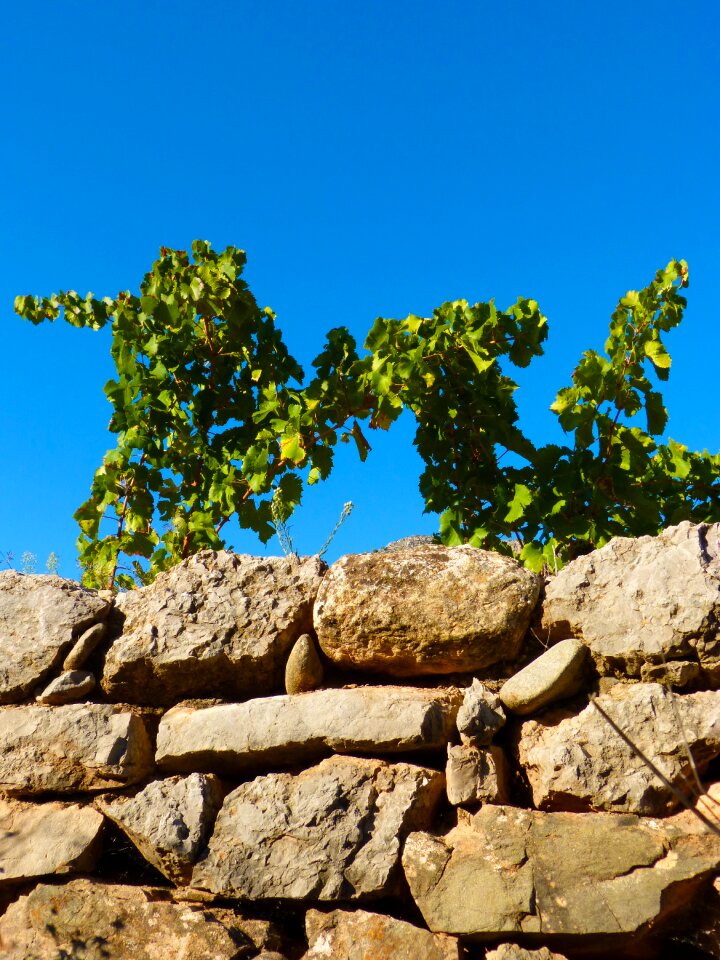 Wall sky vine