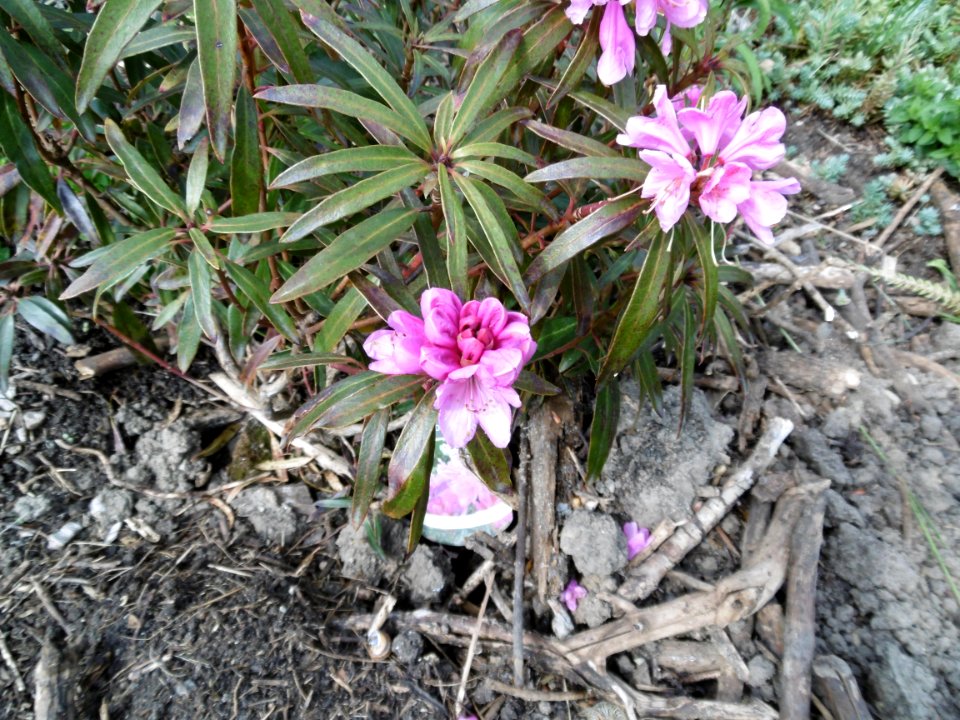 Azalea x Rhododendron
