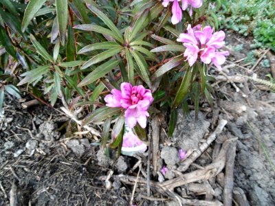 Azalea x Rhododendron photo