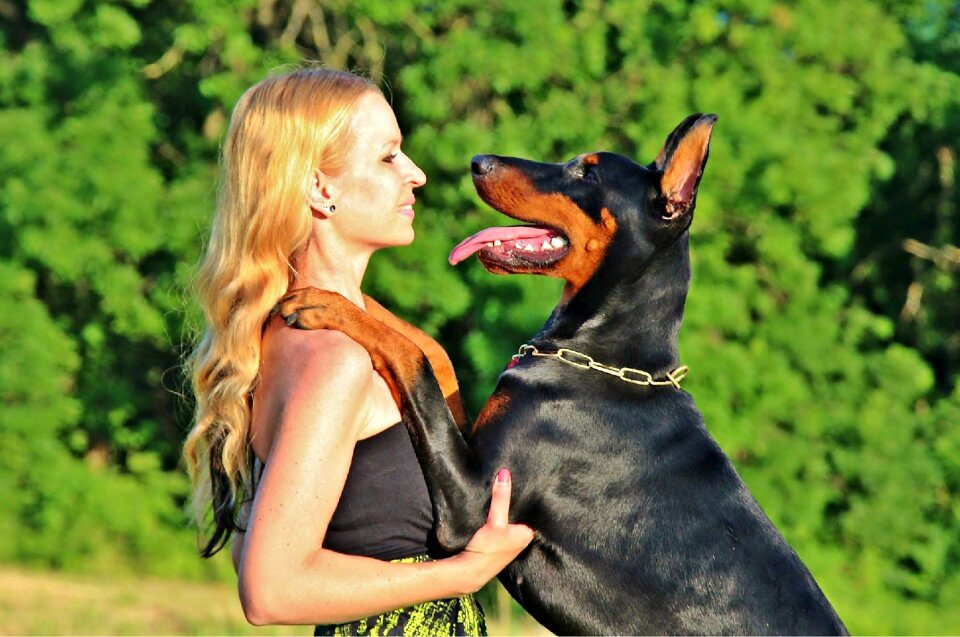Summer pet doberman pinscher