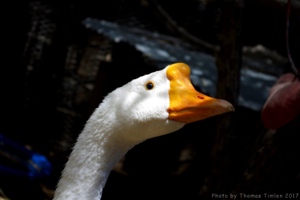 Kindred Spirits Animal Sanctuary