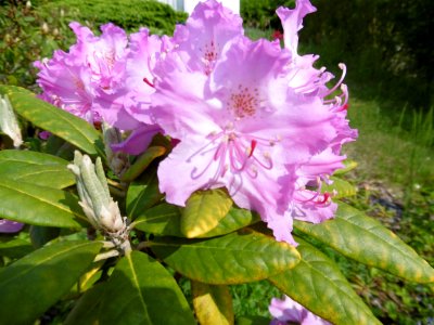 Rhododendron smirnowii